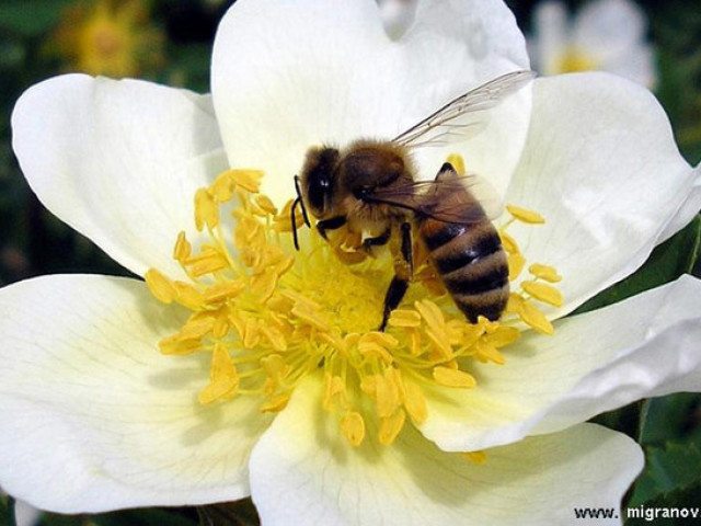 Чому бджола вмирає після укусу, після того, як вжалить, а оса немає: укус оси і бджоли відмінність. Чому бджоли і оси жалять людей? Перша допомога при укусі бджоли або оси: народні засоби від набряків