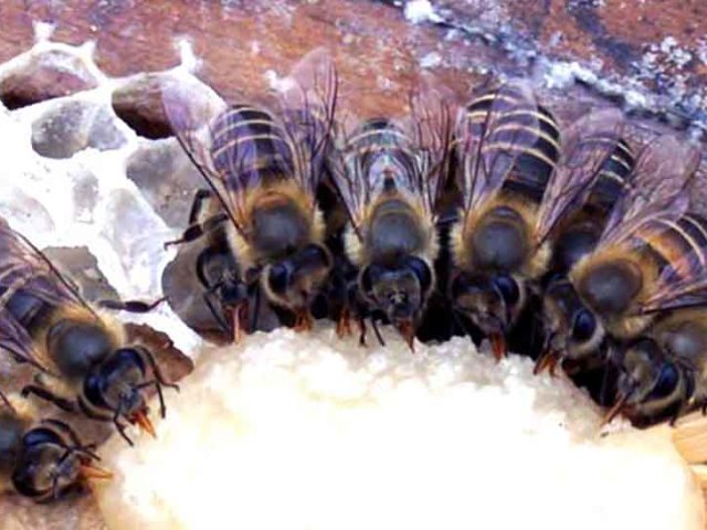 Розведення бджіл для початківців з нуля &#8212; годування бджіл цукровим сиропом, згущеним молоком, канді взимку, термообробка, обробка бджіл бипином, чистотілом, від кліща, нозематозу та хвороб: опис, секрети, рекомендації. Скільки корму необхідно п