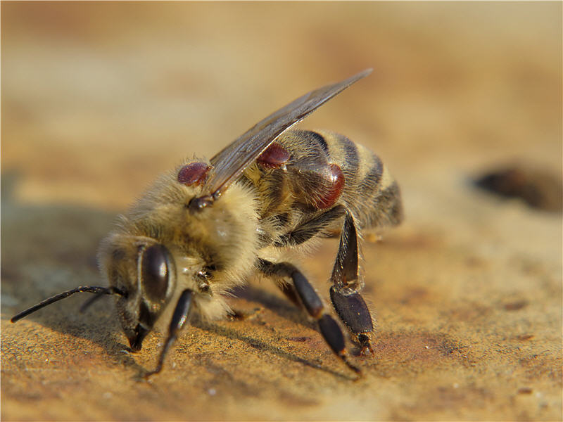 Як правильно годувати бджіл взимку?