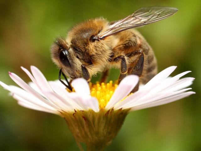 Бджола &#8212; це тварина чи комаха? Медоносна бджола: свійська або дика тварина, комаха?
