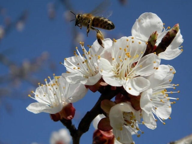 Яка роль бджіл у запиленні рослин: як пояснити? Які квітки не можуть запилюватися бджолами?