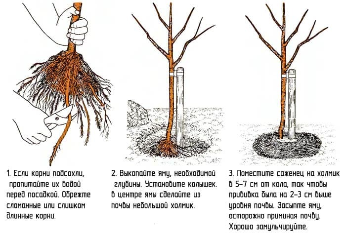 Схема: як посадити черешню