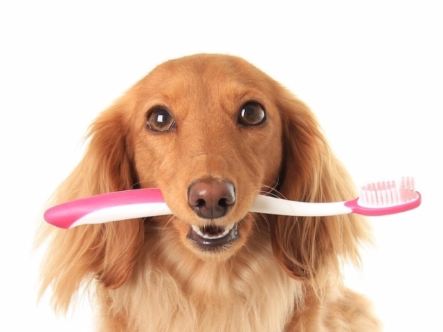 Як і чим почистити зуби собаки в домашніх умовах: поради, рекомендації. Як доглядати за зубами собаки, як часто потрібно чистити зуби собаки? Як привчити дорослу собаку чистити зуби?