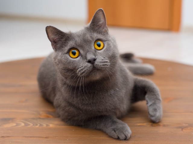 У кішки, коти сильно лізе, випадає шерсть круглий рік: причина, час линьки. Що робити, чим годувати, що дати коту і кішці, як доглядати за котом і кішкою, щоб у них не лізла шерсть?