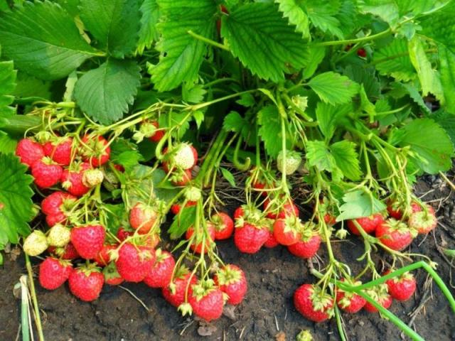 Як виростити здорові розсаду полуниці