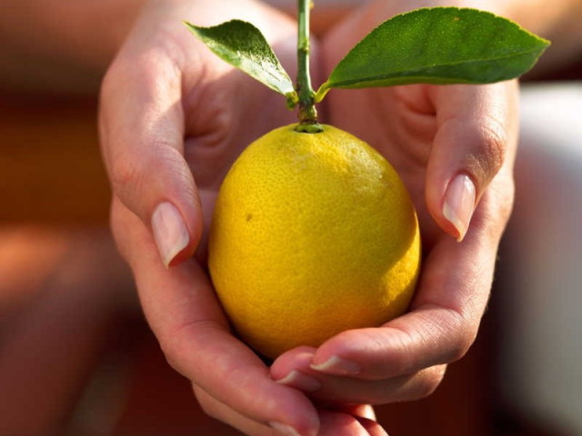 Як виростити кімнатний лимон в домашніх умовах з кісточки? Кімнатний лимон &#8212; догляд, розмноження, хвороби, лікування, шкідники та сорти: опис