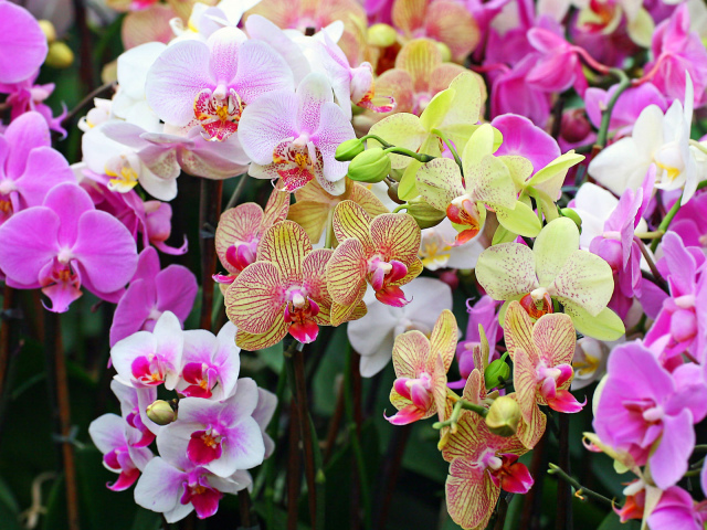 Як розмножити в домашніх умовах орхідею живцями, корінням, дітками і насінням? Особливості розмноження орхідей в домашніх умовах