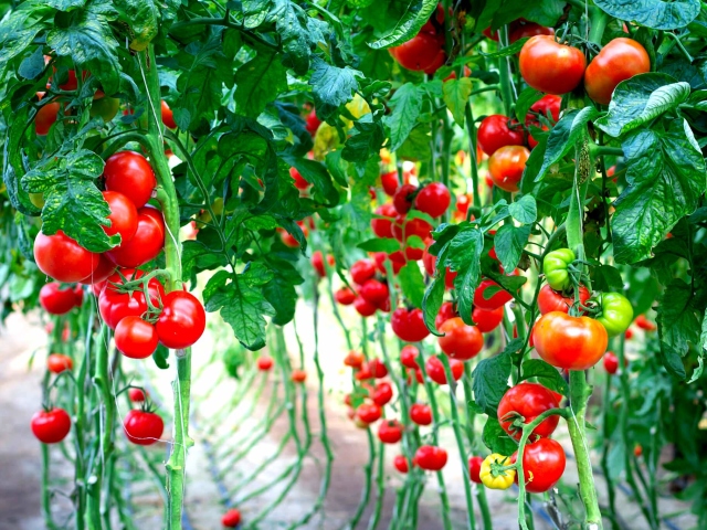 Переваги підв'язування помідорів