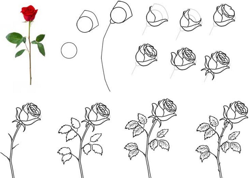 Как начать рисовать. Поэтапное рисование цветы. Поэтапное рисование цветов карандашом. Рисунки карандашом цветы для начинающих. Поэтапное рисование цветка розы.
