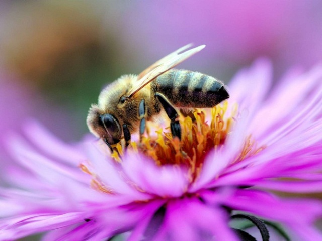 До чого сняться бджоли: токування по сонникам. Що означає сон, якщо бджола залетіла у ваш будинок, вкусила вас, померла? До чого сниться бджолиний рій, вулик, медова бджола, шершень, оса?