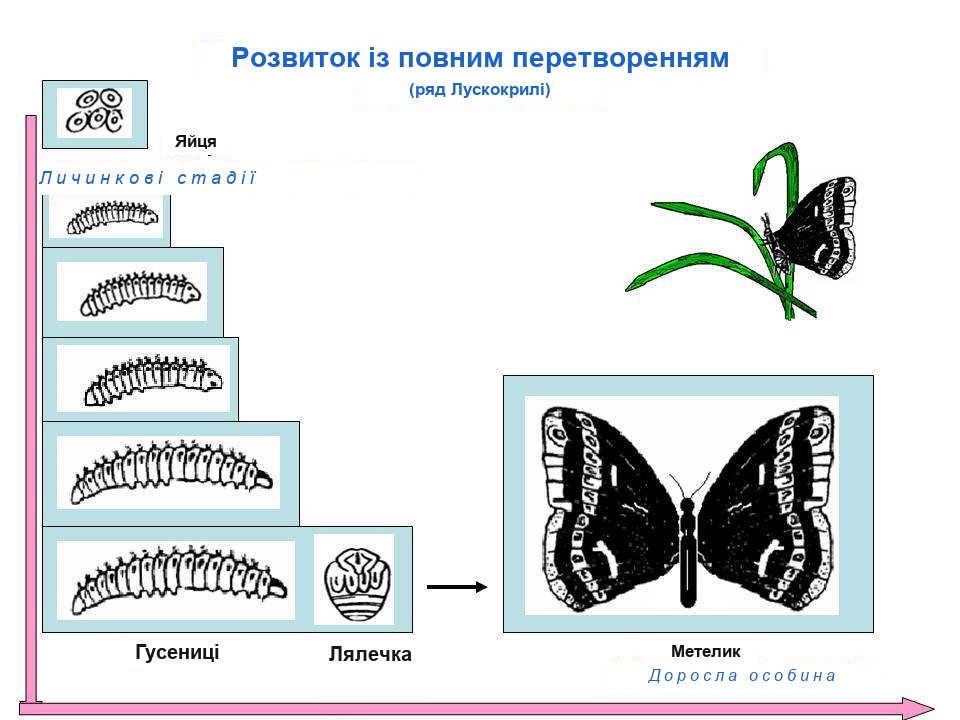Розвиток гусениці