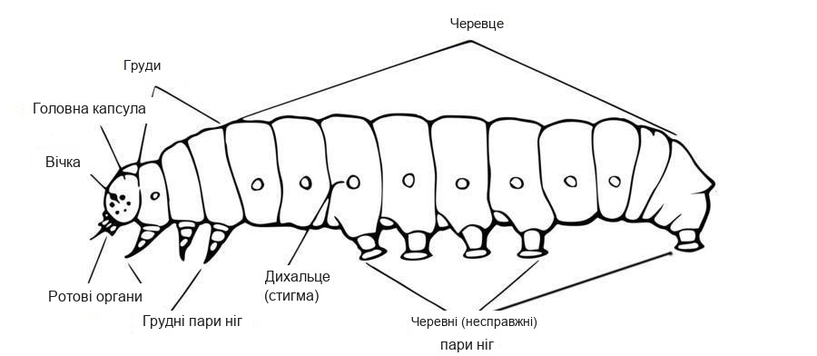 Будова тіла гусениці