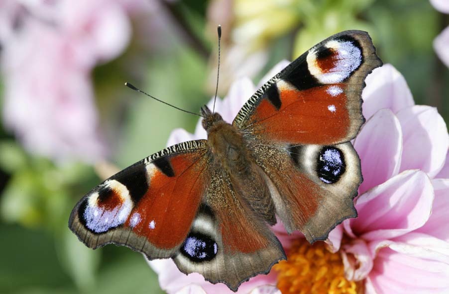 Метелик шипастика Aglais urticae