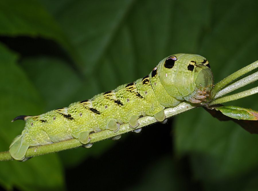 Метелик гусениці з рогом на хвості
