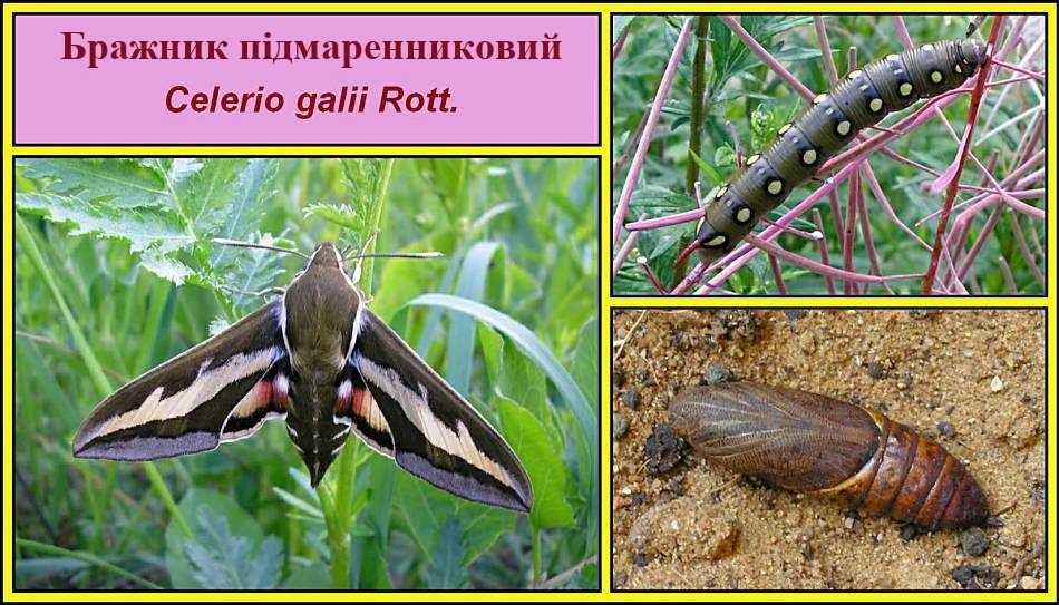 Бражник підмаренниковий
