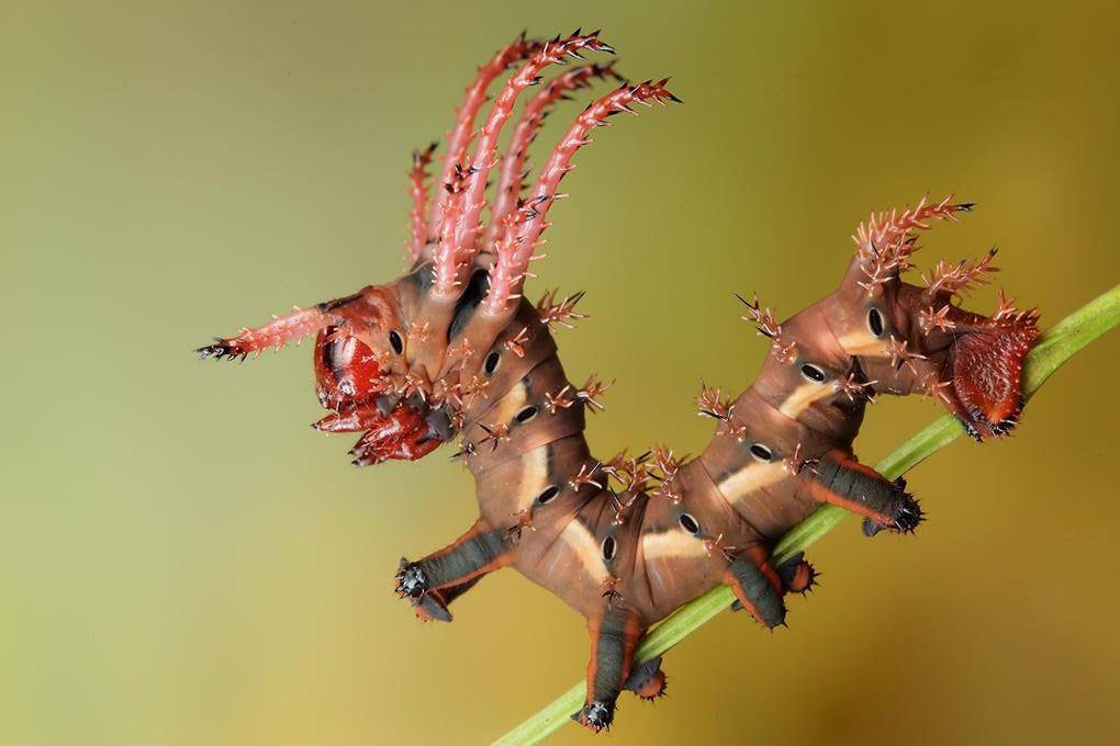 Рожева гусеничка цитерония королевська, схожа на дракона (лат. Citheronia regalis)
