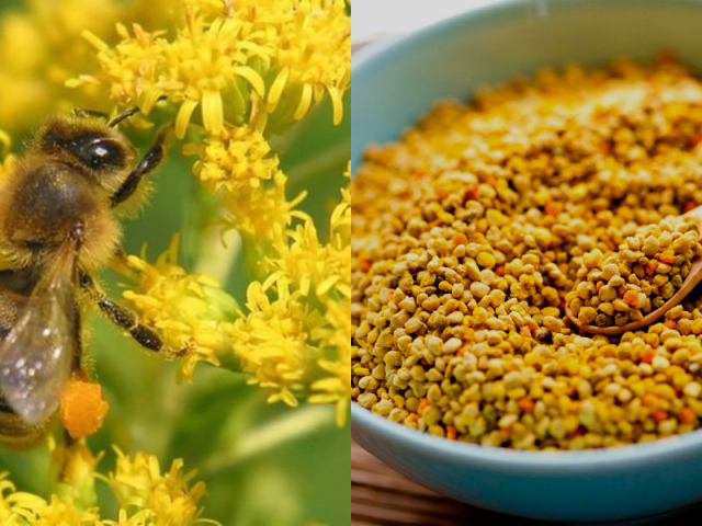 Що лікує квітковий бджолиний пилок? Рецепти застосування в народній медицині і косметології, корисні властивості та протипоказання, хімічний склад вітаміни бджолиної квіткового пилку