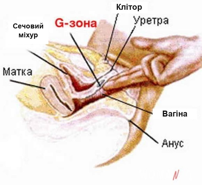 Важливо стимулювати точку G