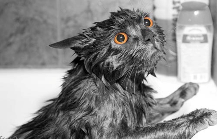 Потрібно купати кішок, як часто? Як правильно мити домашніх котів, кішок і кошенят і чим?