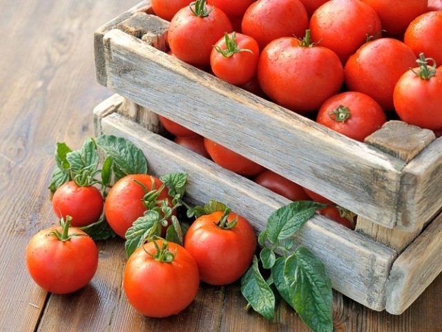 Насадження помідорів та вибір сортів