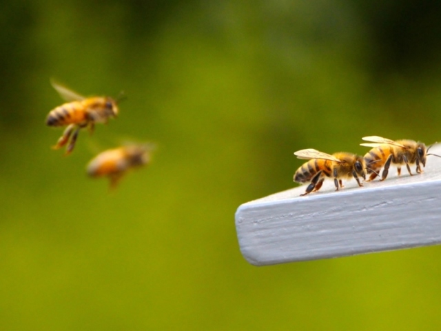 Як бджоли знаходять дорогу додому?