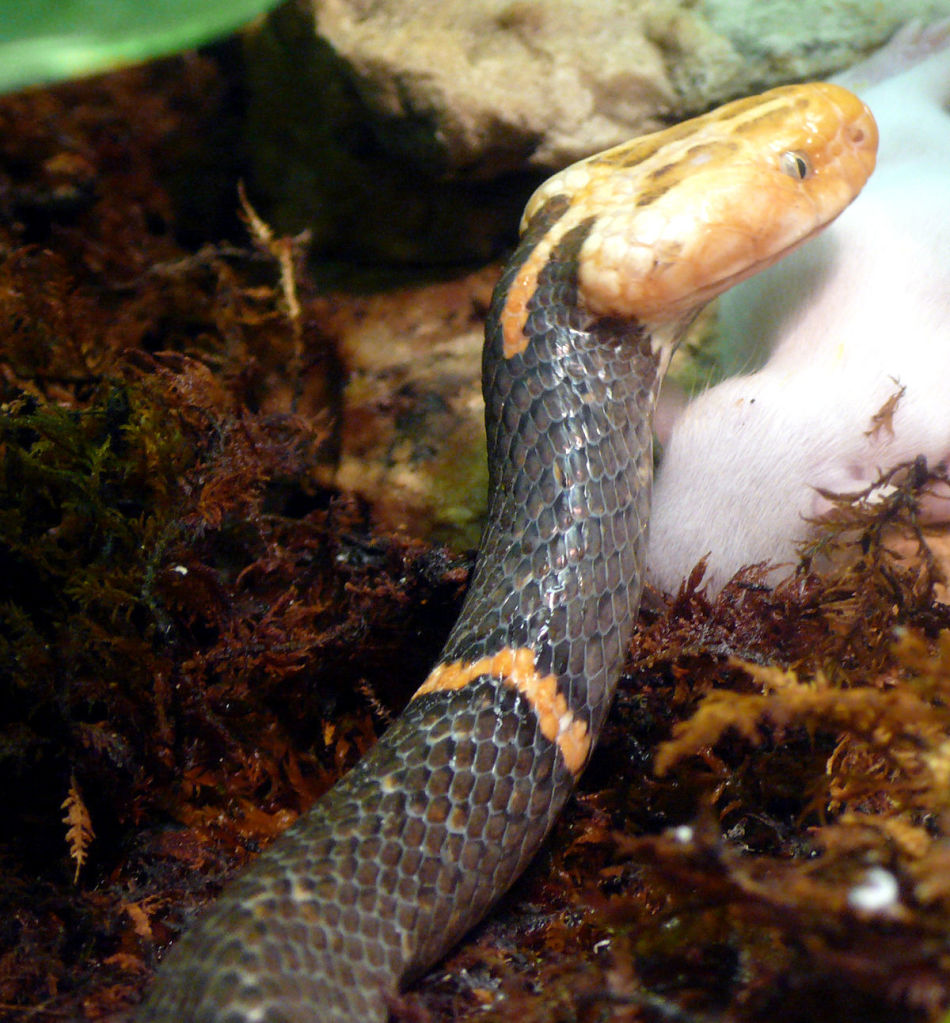Azemiopinae