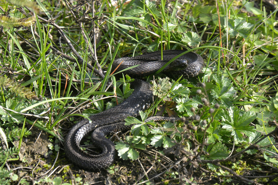 Гадюка