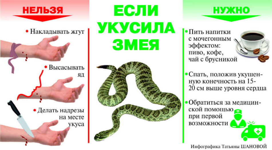 Допомога при укусі гадюки