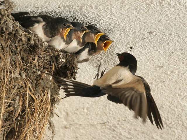 Чому не можна чіпати, розоряти гнізда птахів: інформація для дітей. Як оцінити вчинок хлопчиків, які розоряють гнізда?