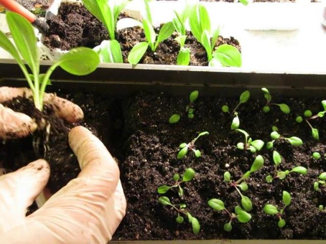 Як виростити петунію з насіння? Посадка, пікірування і вирощування розсади петунії в домашніх умовах. Підживлення розсади петунії добривами і народними засобами для зростання