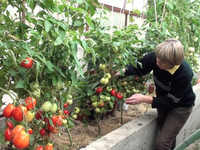 Як правильно садити помідори в теплиці високорослі
