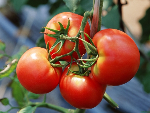 Чому потрібно регулярно поливати помідори?