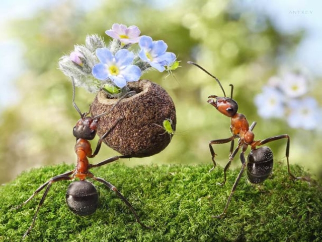 Як вивести мурах з теплиці: ефективні способи та поради