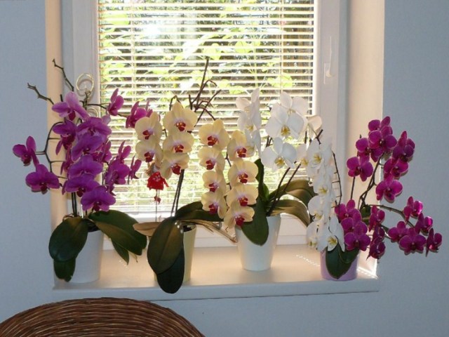 Як правильно поливати кімнатну орхідею під час цвітіння, взимку, влітку, після покупки, пересадки, в горщику в домашніх умовах бурштинової кислотою, часниковою водою, добривами і як часто? Як часто поливати орхідеї Фаленопсис в домашніх умовах?