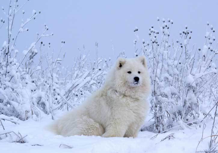 Клички для самоїдів