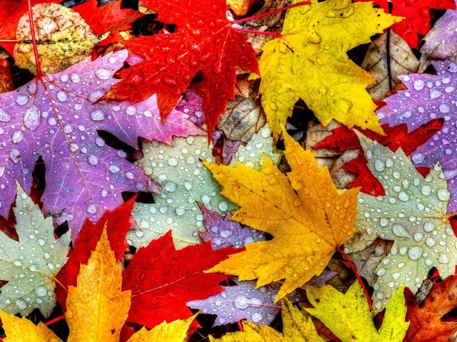 Яка речовина фарбує листя зелений, жовтий, помаранчевий, червоний колір: рослинні пігменти. Чому листя змінюють колір восени? Листя якої групи дерев восени червоніють?