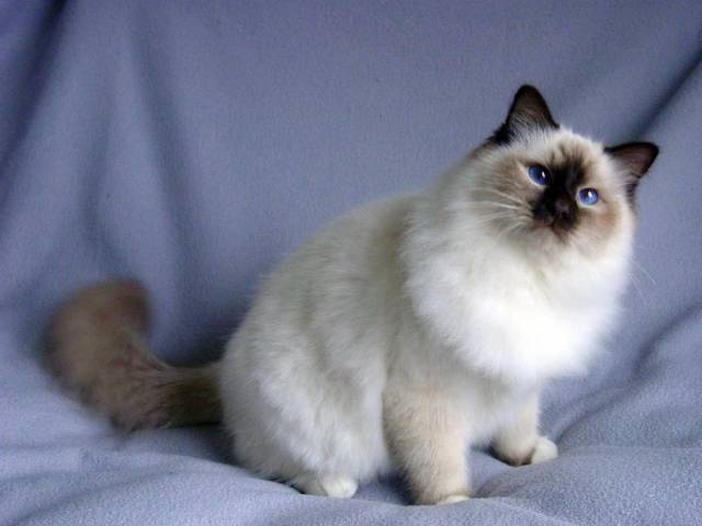 Бірманська короткошерста кішка: опис породи та характеру, відгуки власників. Бірманська кішка: забарвлення, алергія, догляд та утримання