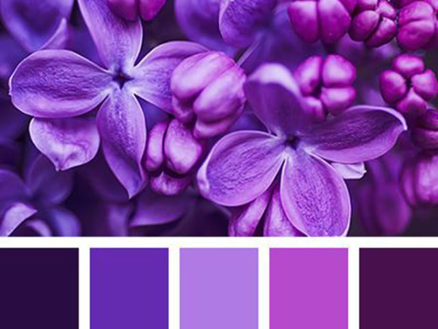 Як отримати фіолетовий колір при змішуванні фарб, гуаші: покрокова інструкція, поради, фото. Які кольори фарб потрібно змішати, щоб отримати фіолетовий, світло-фіолетовий, темно-фіолетовий, яскраво-фіолетовий, бузковий, ліловий? Відтінки фіолетового кольо