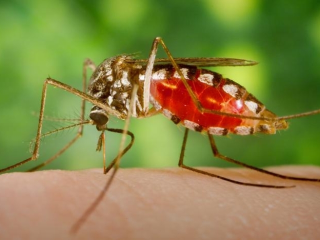Незручності від комарів