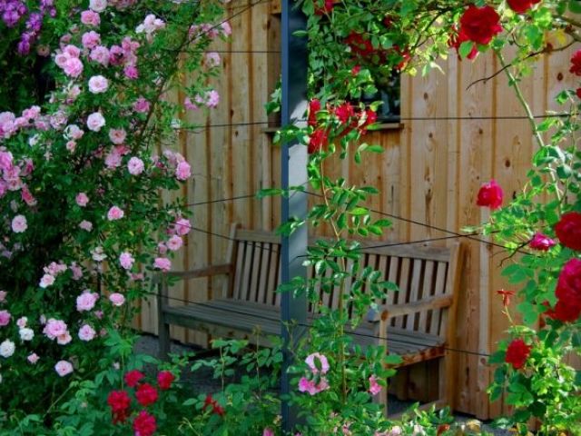 В'юнка роза: сорти зимостійкі, квітучі все літо, посадка, пересадка на інше місце, догляд, розмноження, обрізування навесні і восени, підготовка до зими. Чому не цвіте в'юнка роза: причини, хвороби та їх лікування. Плетисті троянди в ландшафтному дизайні: