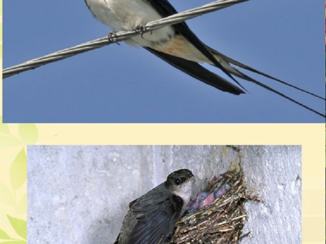 Чим відрізняється птах ластівка від стрижа: схожість і відмінність. До яких загонам відносяться ластівки і стрижі? Порівняння ластівок і стрижів для уроку Навколишній світ 2 клас