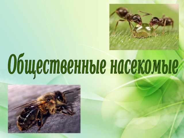 Чому бджіл і мурашок називають громадськими комахами? Особливості складного поведінки суспільних комах: опис. Чим громадські комахи відрізняються від одиночних: порівняння, подібності та відмінності