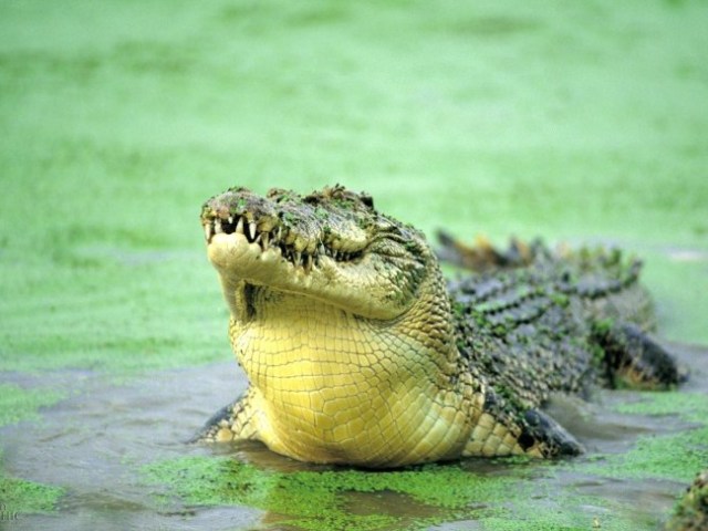 Найбільший крокодил алігатор в світі: розмір в метрах, вага, назва, місце проживання