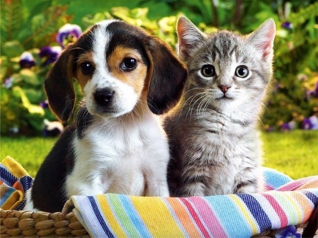 Хто розумніший: кішки або собаки і чому? Порівняння інтелекту собаки і кішки: подібності та відмінності. Кішка і собака – хто краще: заслуги перед людством. Кого краще завести в квартирі &#8212; кішку або собаку: тест