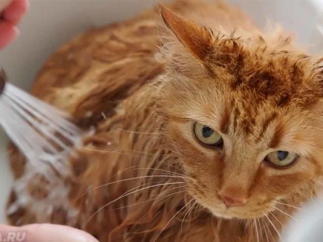 Як і чим можна помити кішку, кота? Особливості купання кота. Огляд шампунів для миття, купання котів і кішок