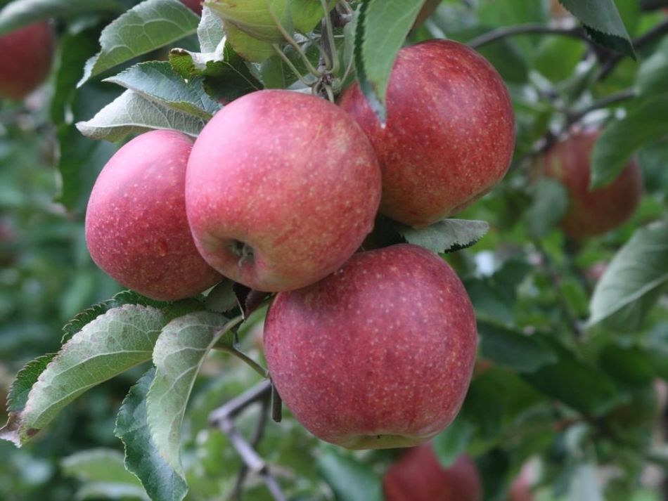 Коли можна зібрати яблука з Колоновидної яблуні: кількість, урожайність, поради