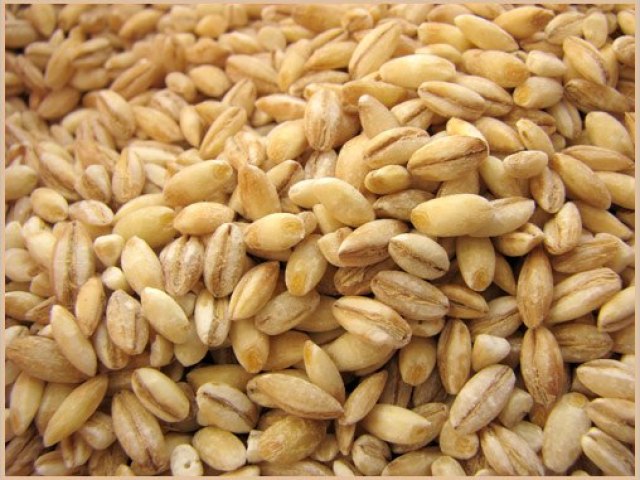 Як відрізнити перловку від пшениці за зовнішніми ознаками: особливості