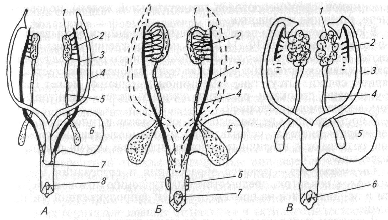 Органы мужской половой системы рисунок. Индифферентная стадия развития половой системы. Эмбриогенез гонад. Репродуктивная система самцов животных. Схема репродуктивной системы животных.