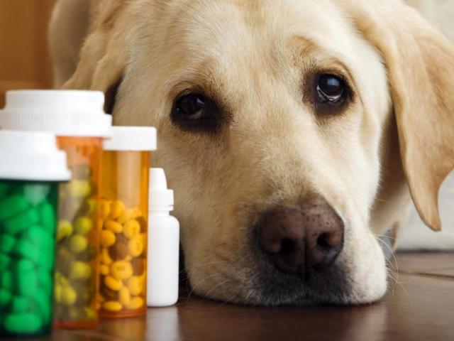 Рахіт у собак та цуценят: симптоми, ознаки, причини, лікування, ускладнення, профілактика. Лікується рахіт у собак?