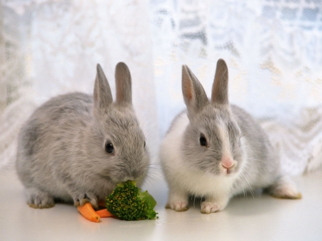 Декоративні кролики: догляд та утримання в домашніх умовах. Скільки живуть декоративні кролики, чим годувати, які хвороби, щеплення?
